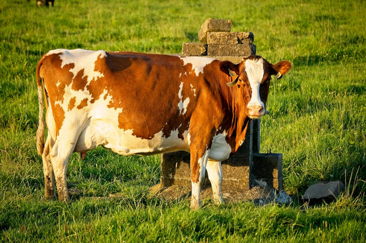 Danish Holstein